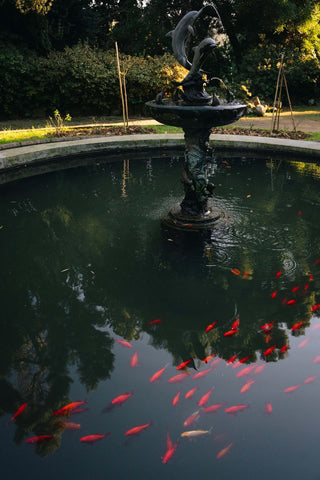 fish in a fountain