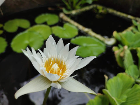 water lilies in a fountain