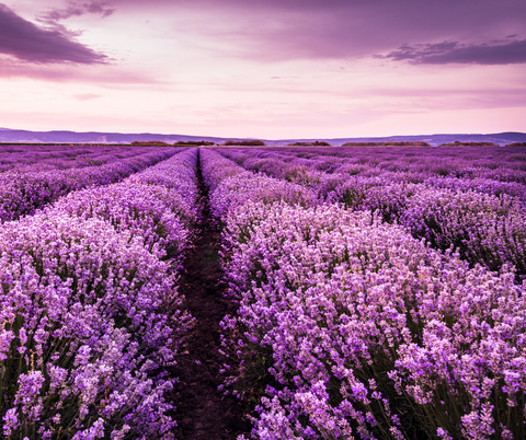Lavender fields jeangeniehealth