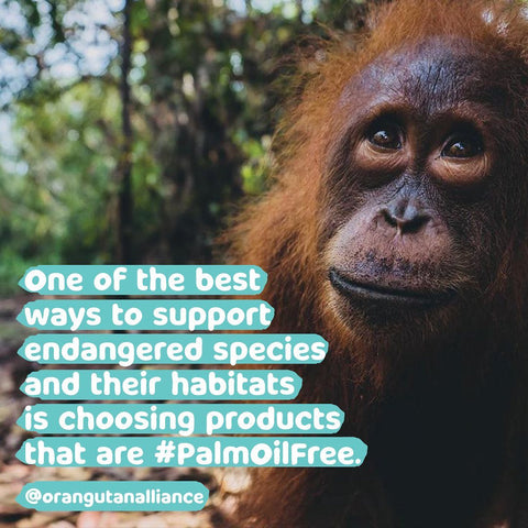 Choose palm oil free toothpaste to save our orangutans 