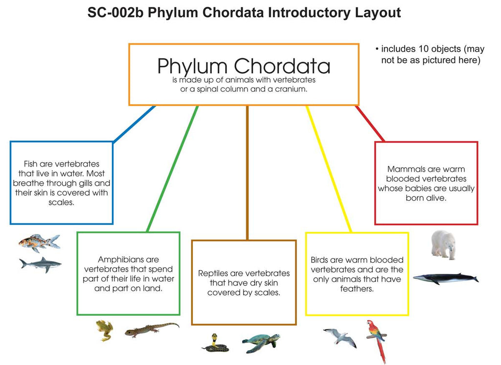 Phylum Chordata Layout – Montessori Materials by Lakeview