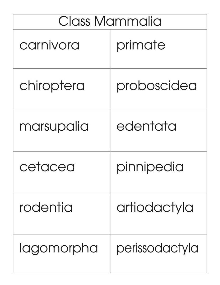Class Mammalia Classification Set – Montessori Materials by Lakeview