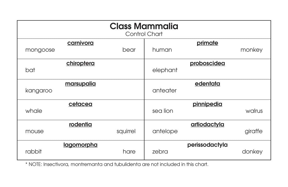 Class Mammalia Classification Set – Montessori Materials by Lakeview