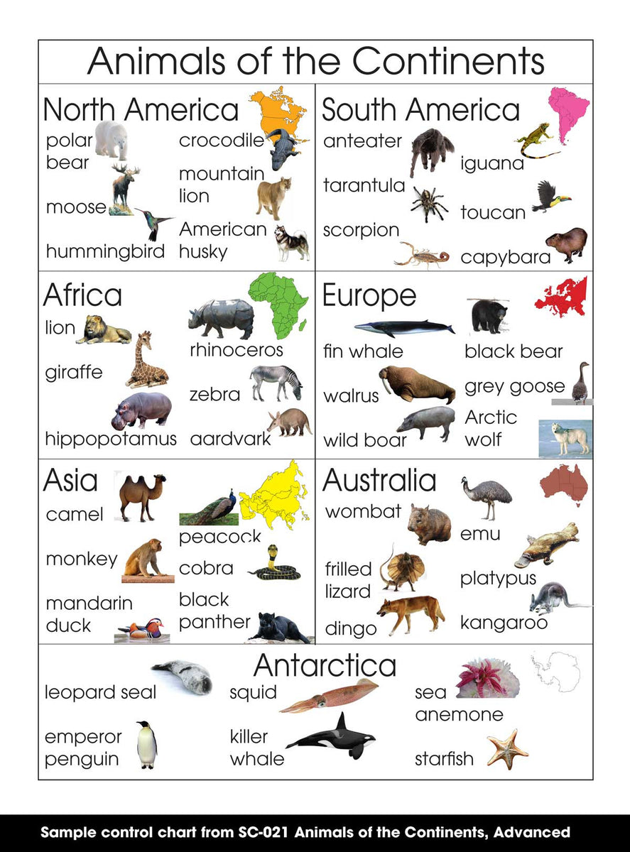 Animals And Their Continents Worksheet