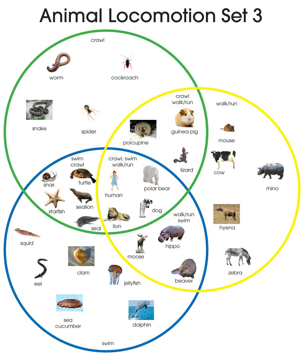 Animal Locomotion – Montessori Materials by Lakeview