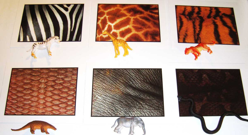 Animals Skins Set – Montessori Materials by Lakeview