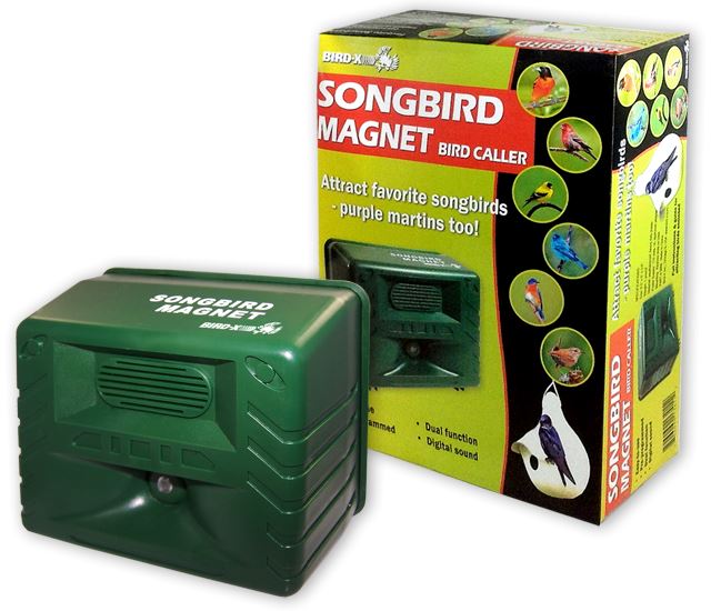 songbird magnet