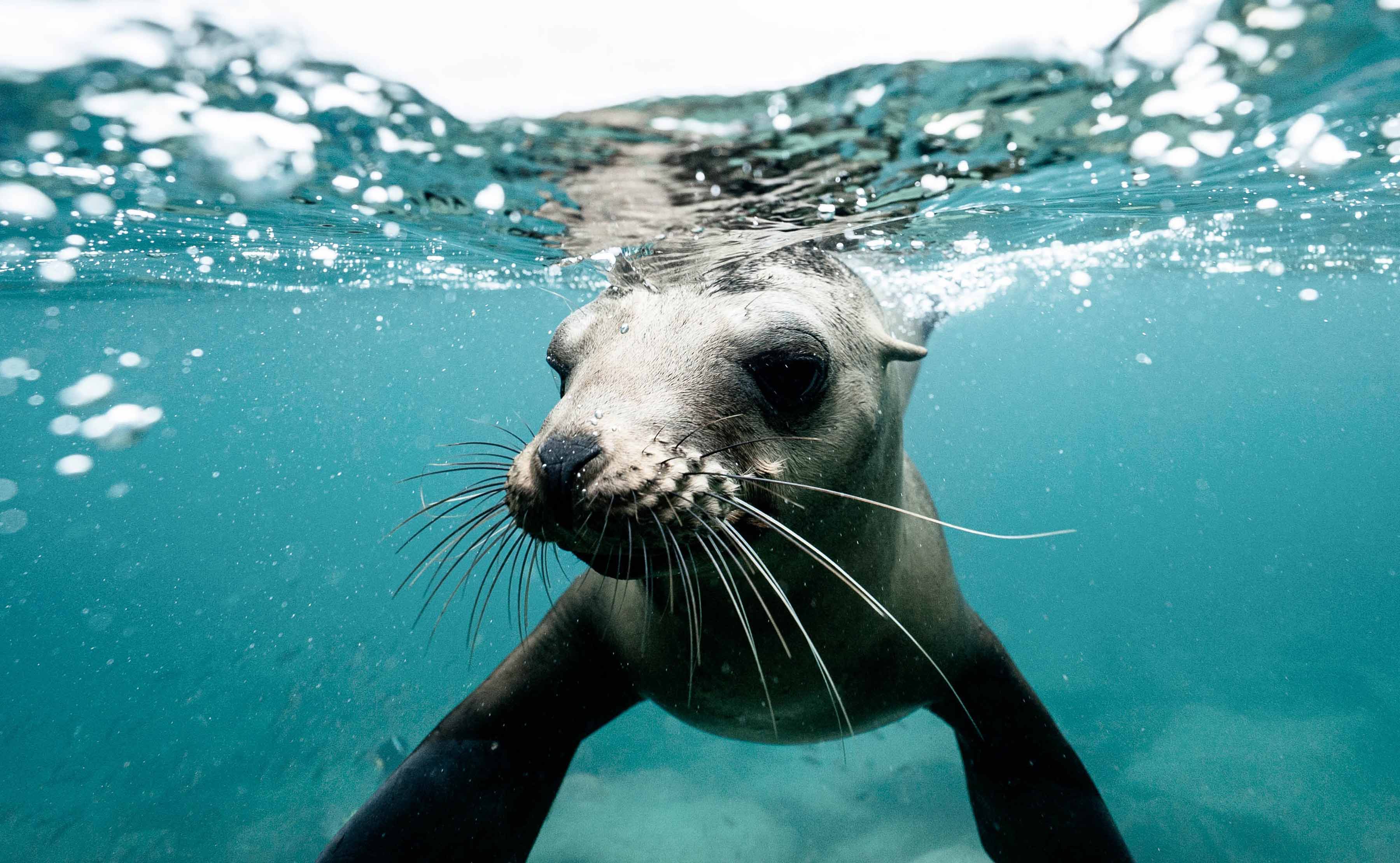 Seal swimming in ocean