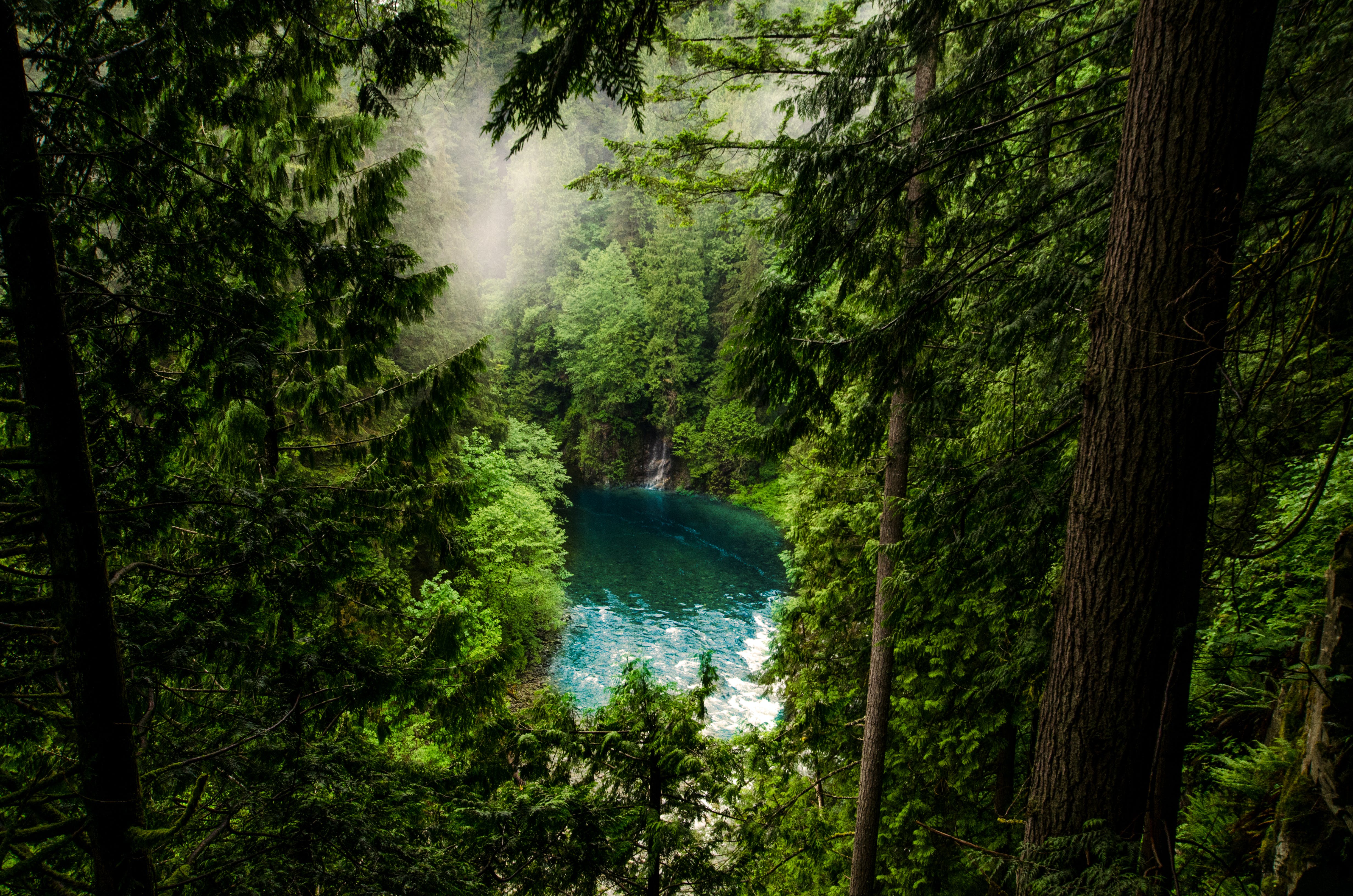 A photo of a river peeking through trees in a rainforest.