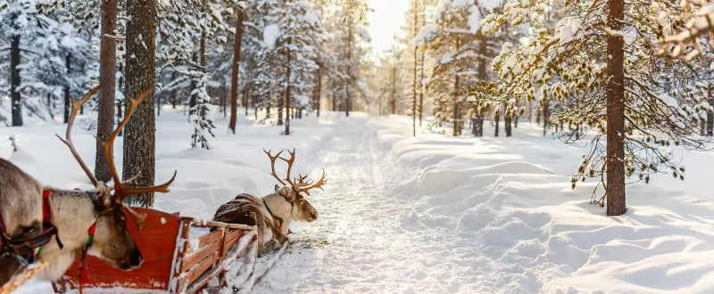 Reindeer tattoo