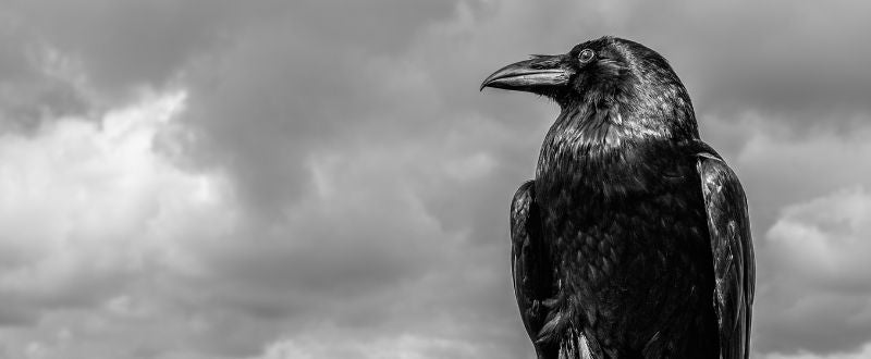 close up shot of a raven bird