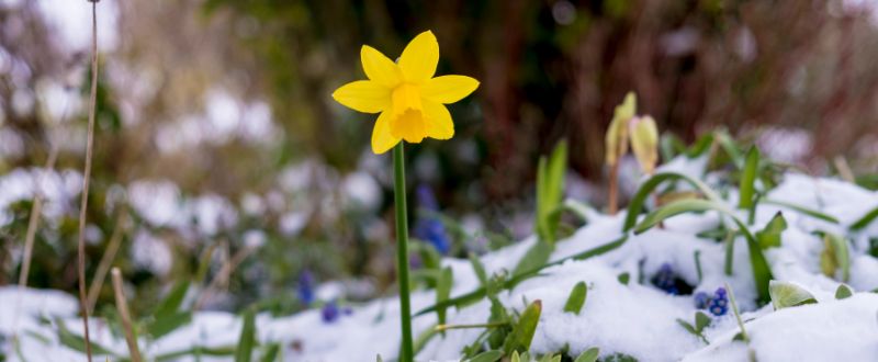 daffodil flower in the winter