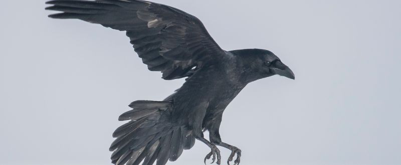 flying black raven