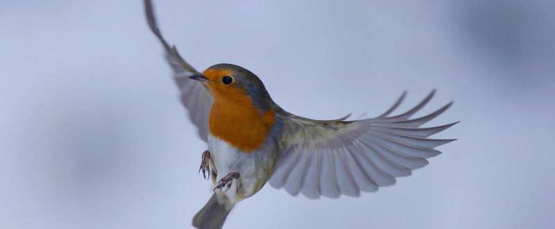 robin bird spreading its wings