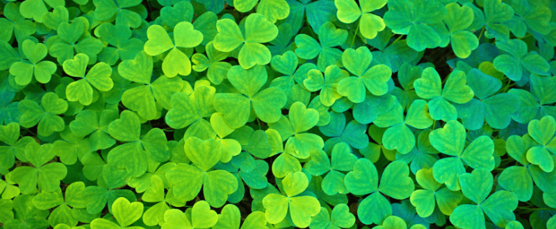 Irish clovers for a simple shamrock tattoo