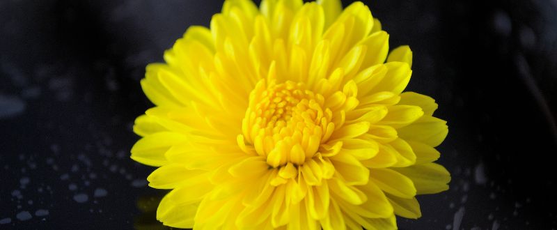 yellow chrysanthemum