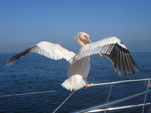 Great White Pelicans