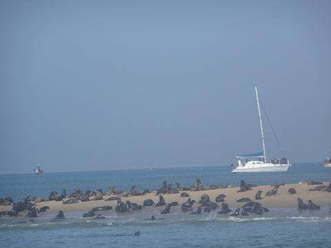 Seal colony at Cape Cross