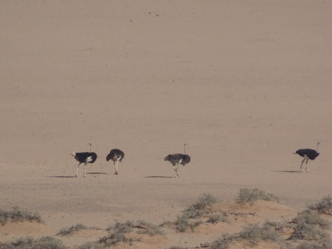 Ostriches in Damaraland
