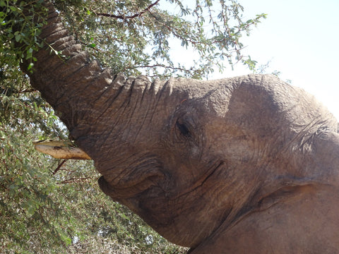 Desert elephant munching on a tree