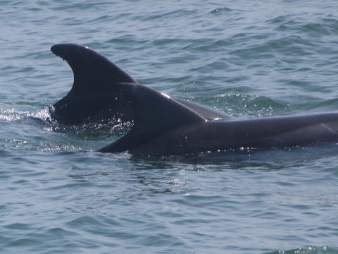 Dolphins alongside the boat