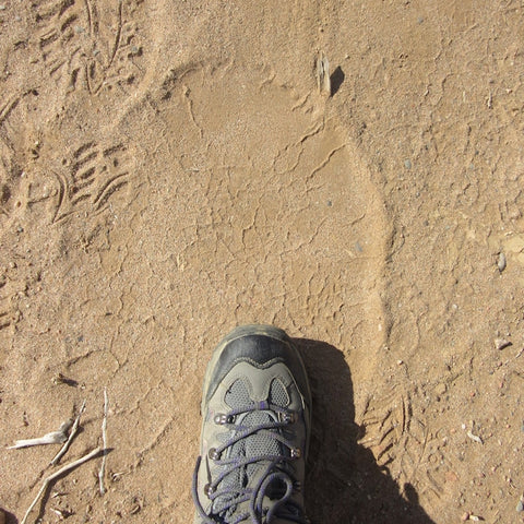 Desert elephant footprint