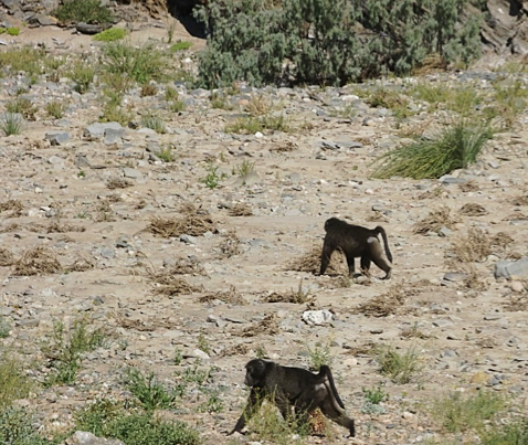 Spotting wildlife from the car