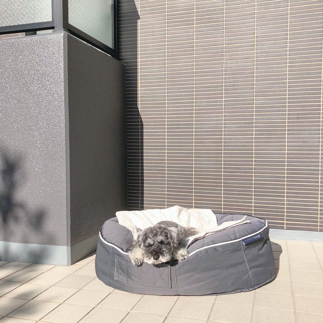 how do you clean the inside of a dog bed