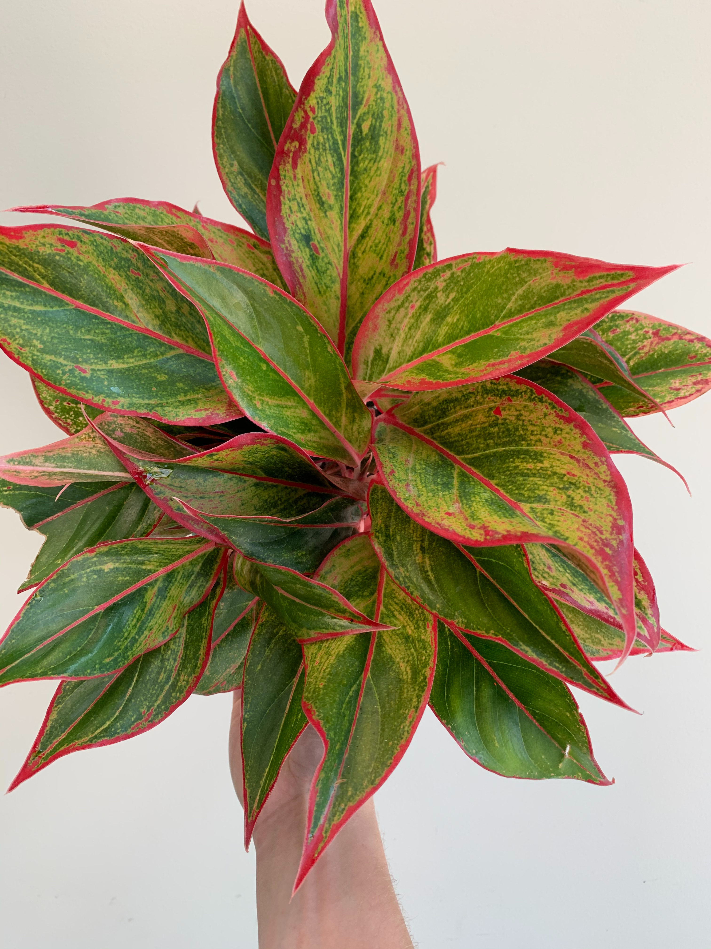 Aglaonema Red Siam Acanthus Floral Botanical Ltd