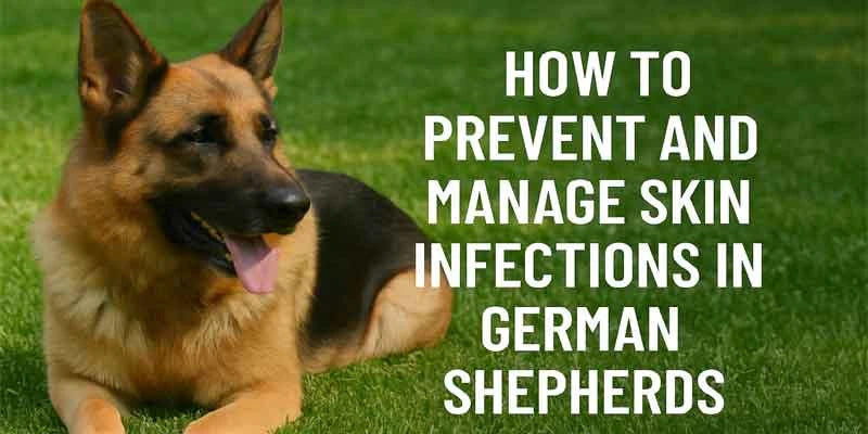 How to Prevent and Manage Skin Infections in German Shepherds