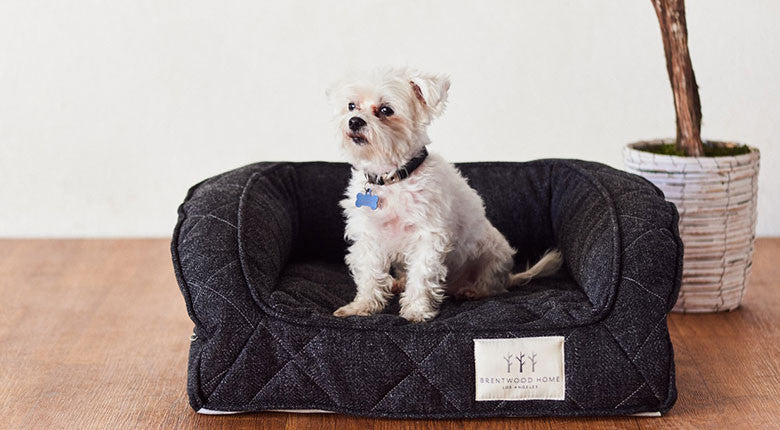 trendy dog beds