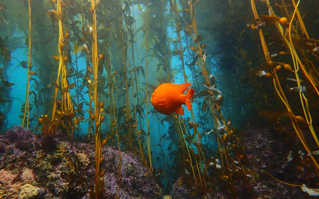 Kelp Forests, Brentwood Home, SeaTrees By Sustainable Surf, Crystal Cove