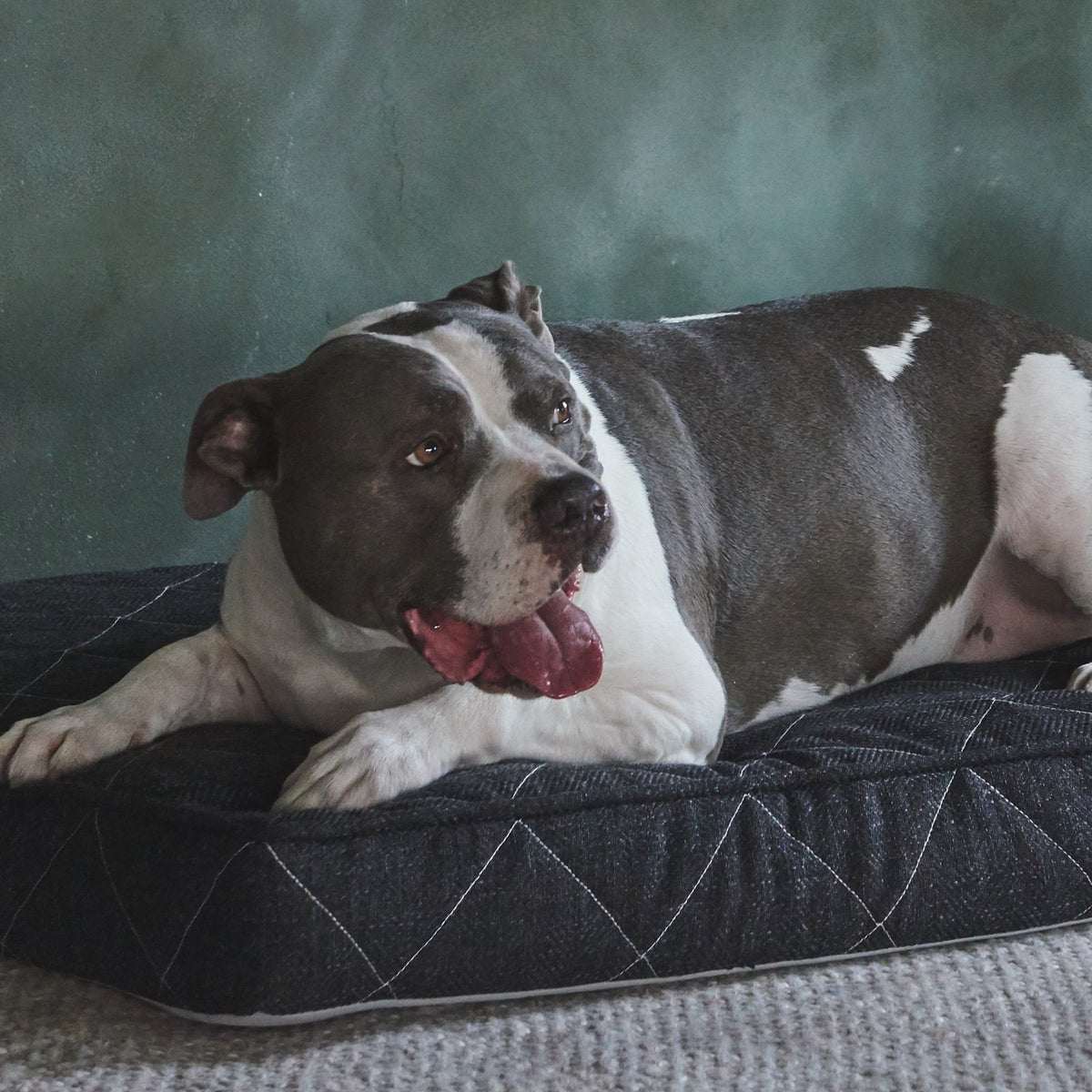 Orthopedic Pet Bed | Waterproof Dog Bed | Brentwood Home