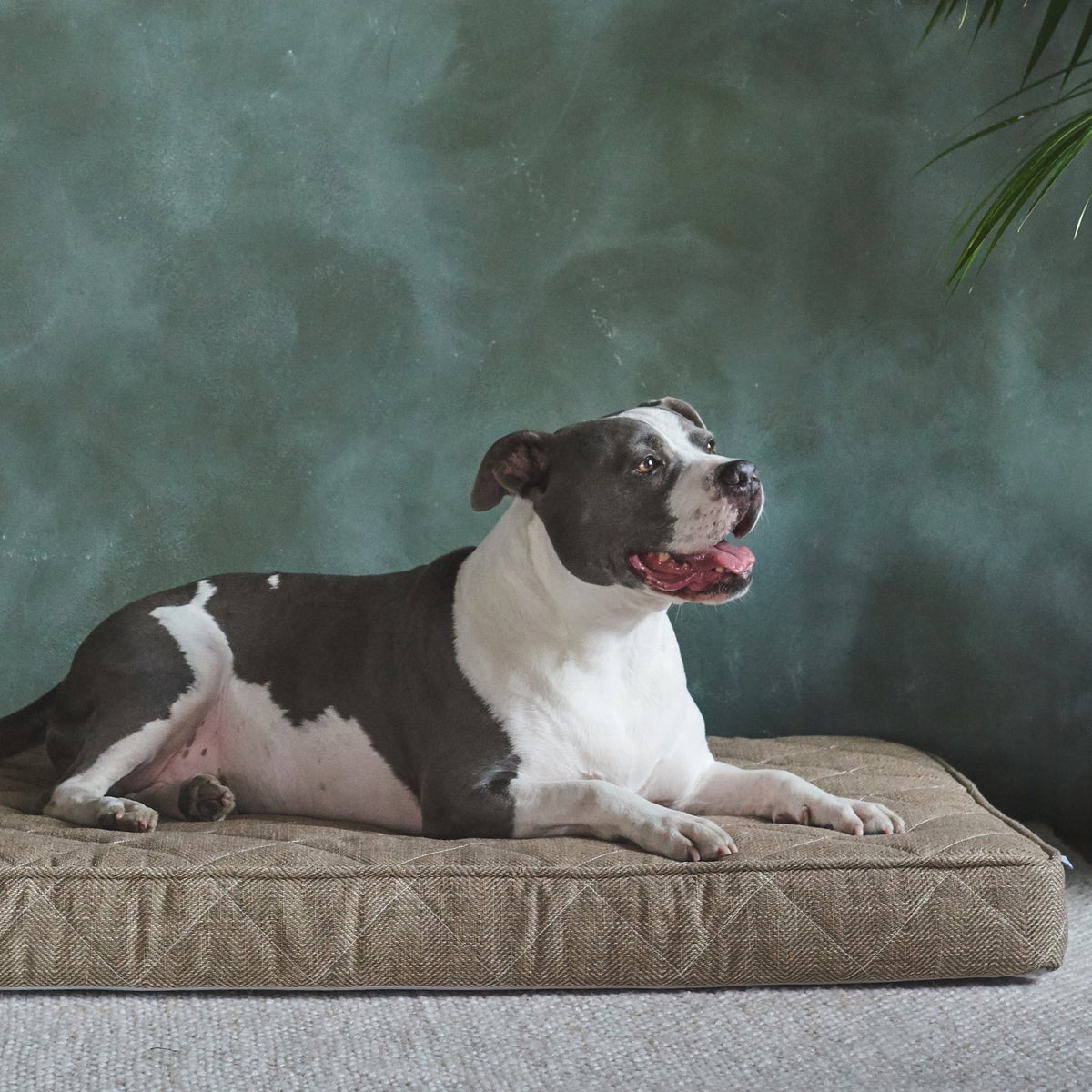 Griffith Pet Bed