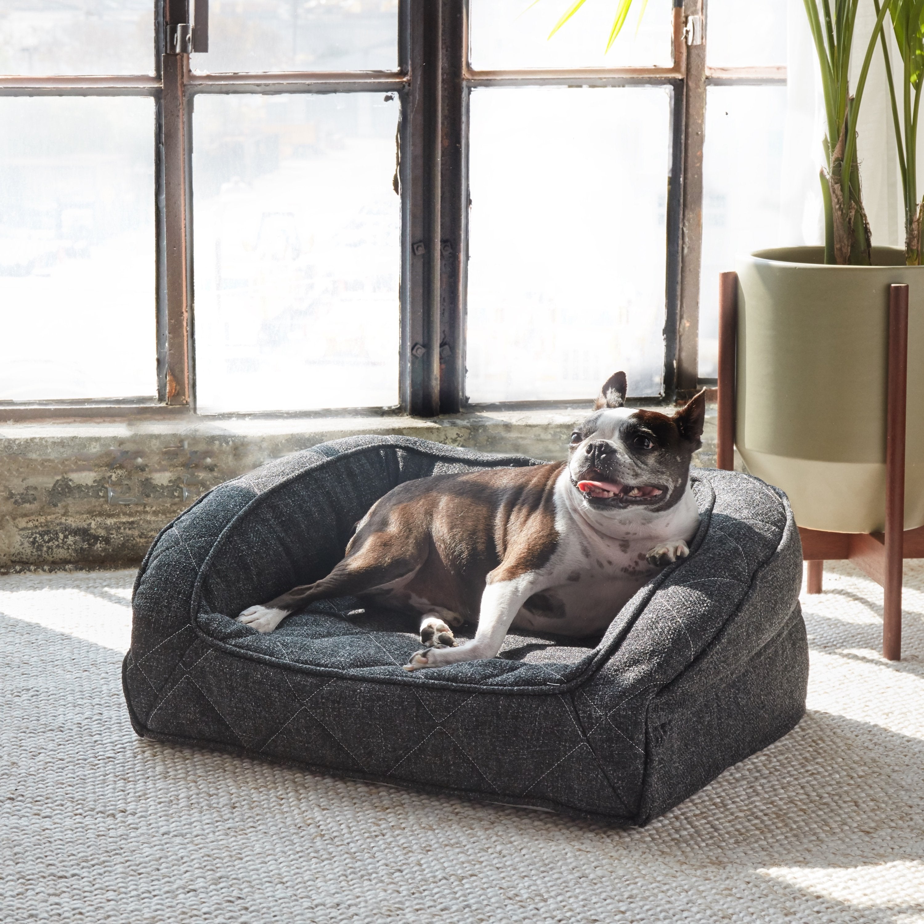 Runyon Orthopedic Dog Bed