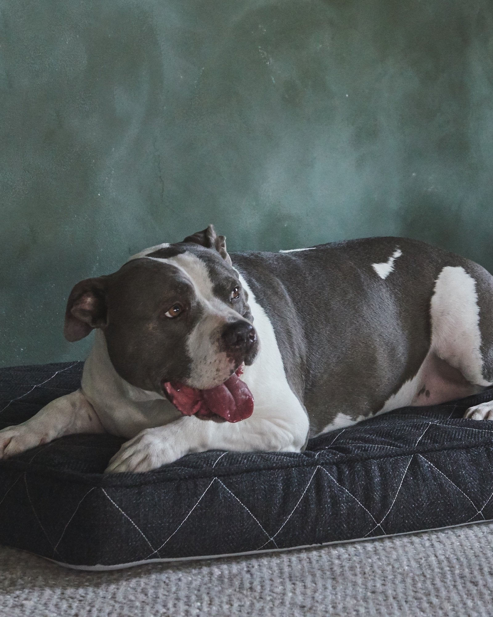 The 12 Best Orthopedic Dog Beds of 2024, Tested and Reviewed