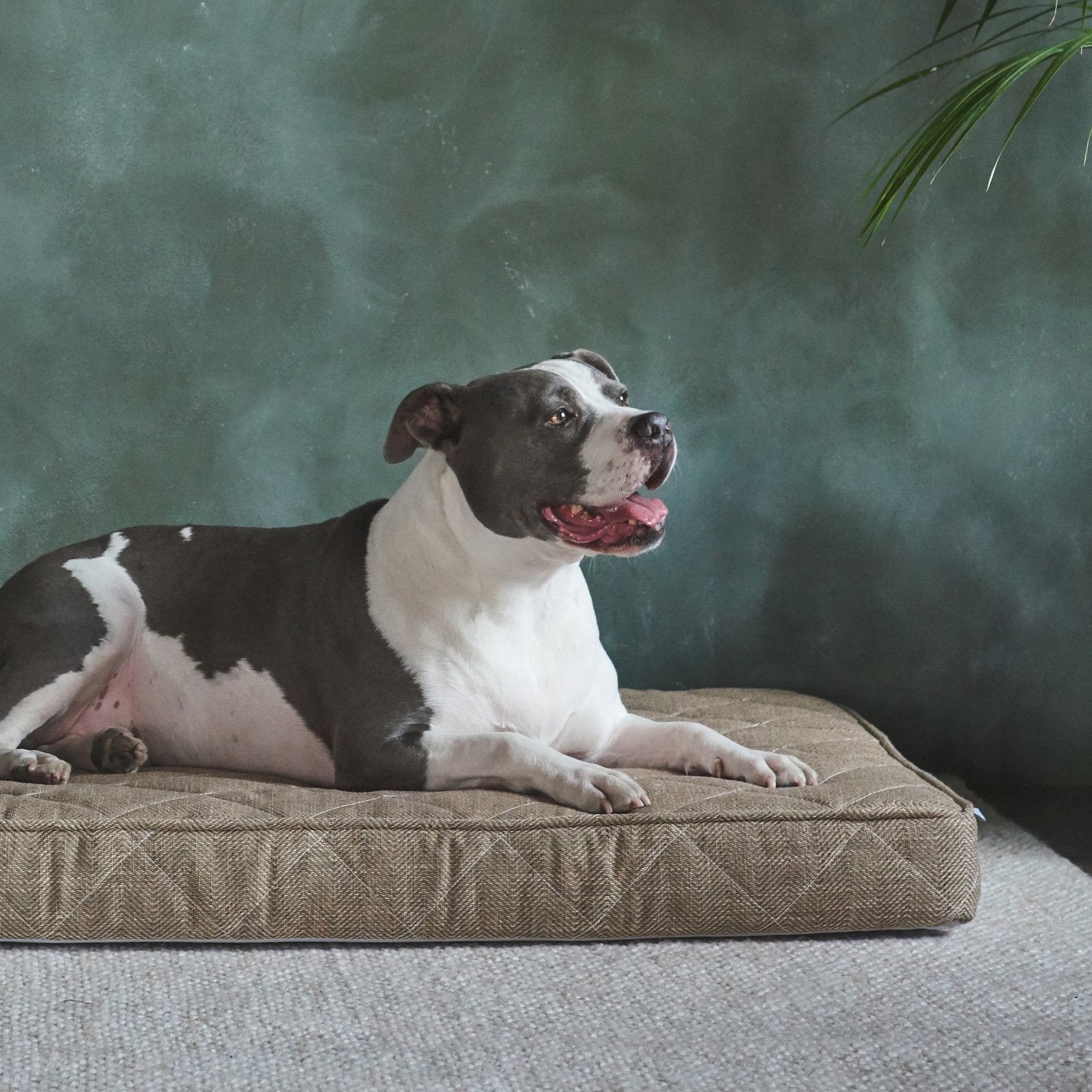 Orthopedic Pet Bed, Waterproof Dog Bed