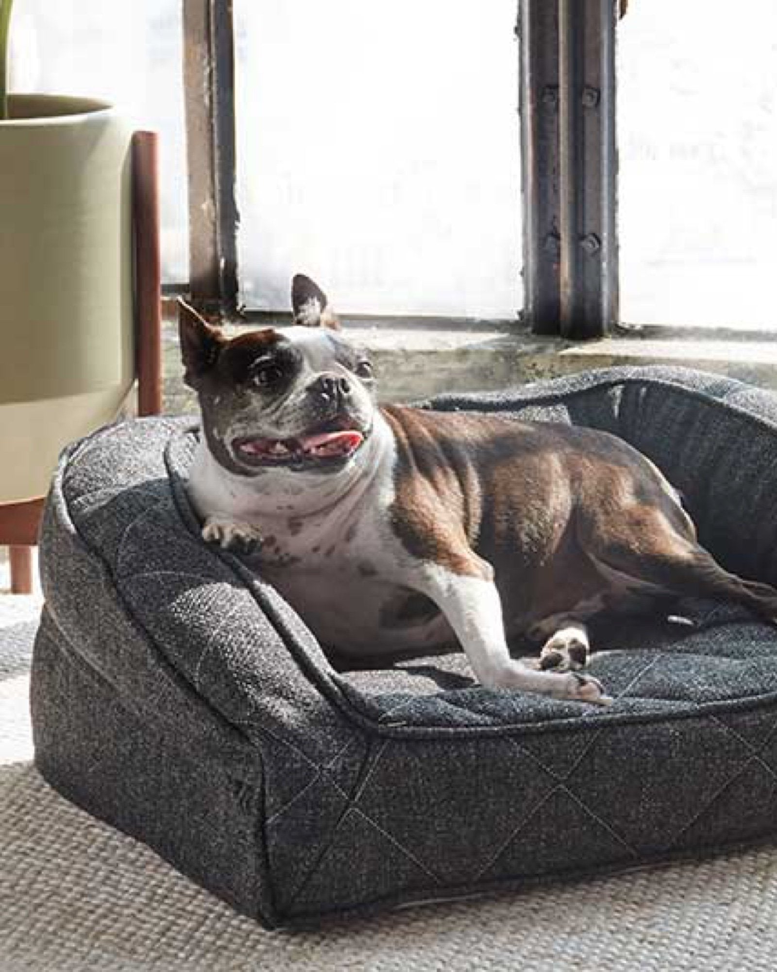 https://cdn.shopify.com/s/files/1/0911/6592/t/110/assets/f8f4afadf0fb--Brentwood-Home-Runyon-Orthopedic-Pet-Dog-Bed-with-Bolster-693658.jpg?v=1617145637