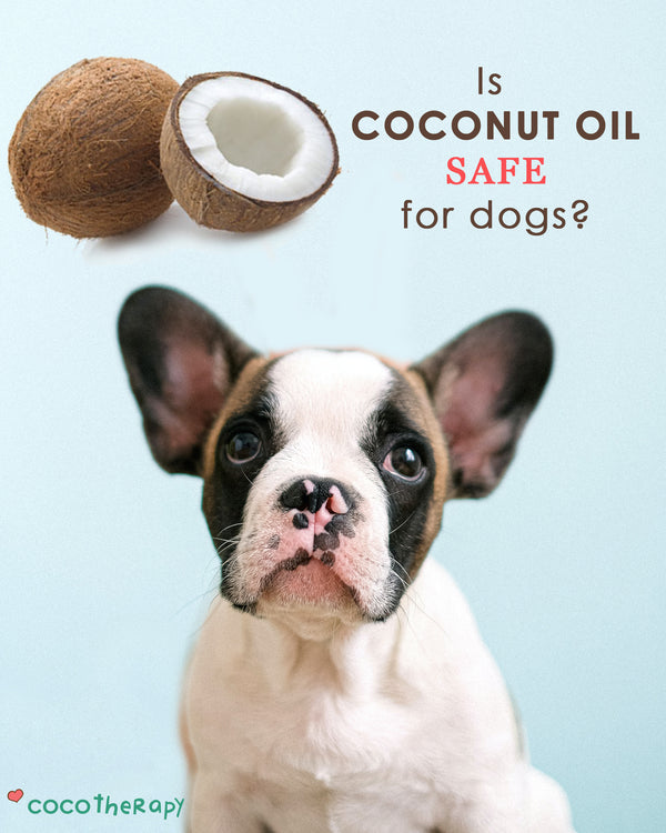 Is Coconut Oil Safe For Dogs | Is Coconut Oil Good For Dogs