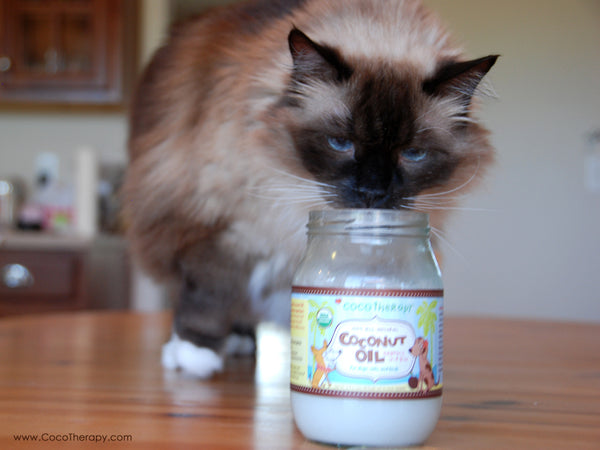 cat constipation coconut oil