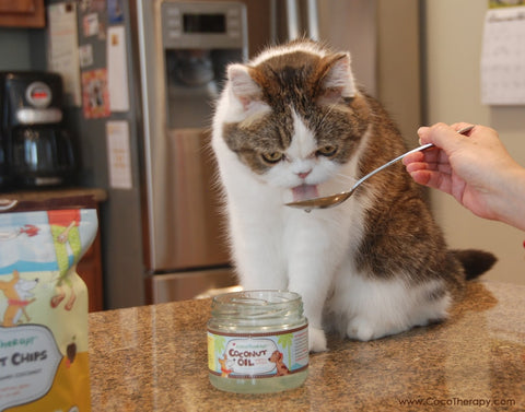 Cat taking daily dose of coconut oil