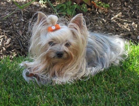 Yorkie dog laying in grass