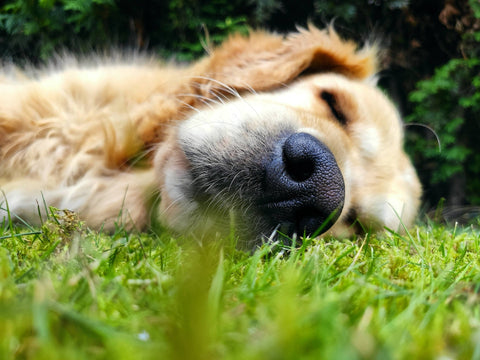 Golden Retriever laying in the grass CocoTherapy