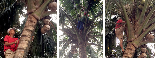 CocoTherapy Coconut Harvest