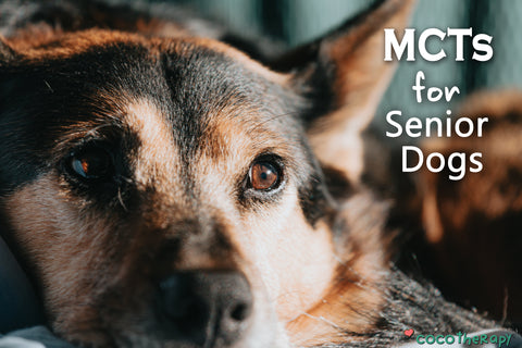 CocoTherapy MCTs for Senior Dogs to prevent cognitive decline