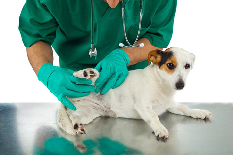 CocoTherapy dog with veterinarian