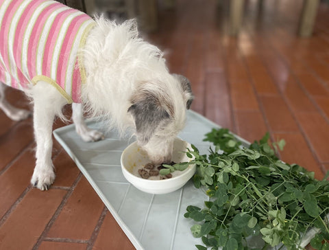 Sofie enjoys moringa with her food. 