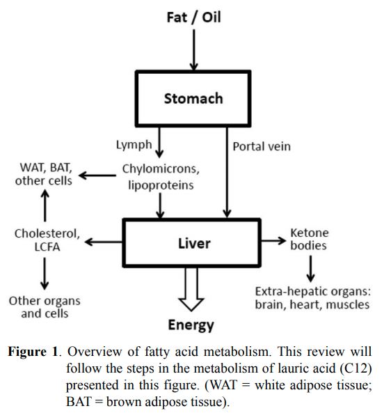 Overview of fatty acid metabolism