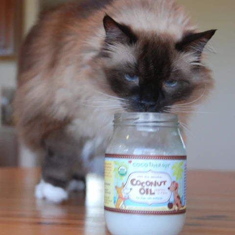 Montecore the cat and CocoTherapy Coconut Oil