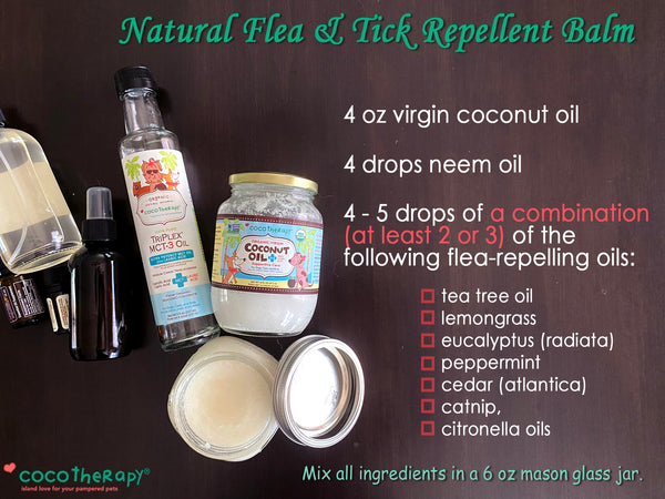 DIY Natural Flea Repellant for Dogs | Coconut Oil Flea Repellant